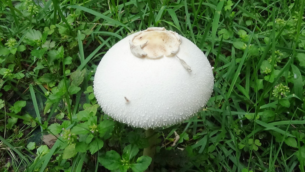 草地里的大白蘑菇,请勿采摘做菜吃,可能有毒