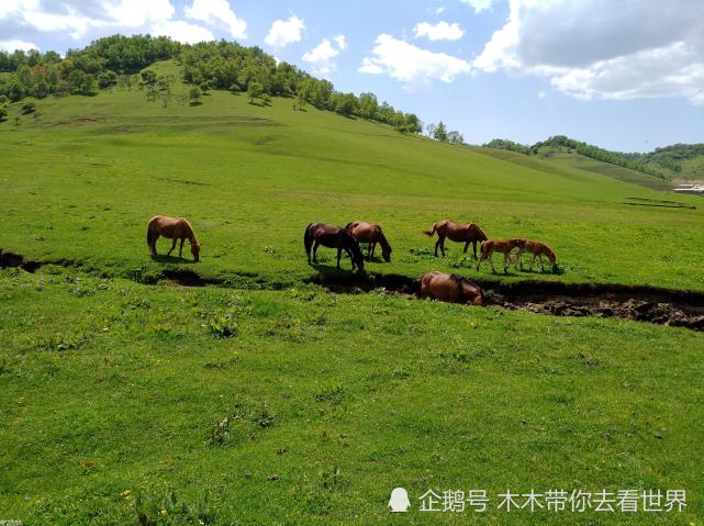 陕西仅有的草原避暑胜地,水肥草美,羊马成群,被誉为"小天山"