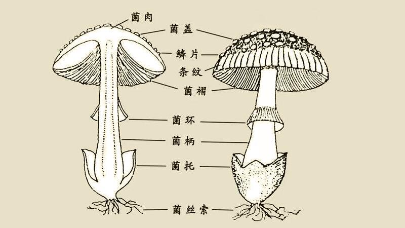 首先,我们来认识一下蘑菇的结构.