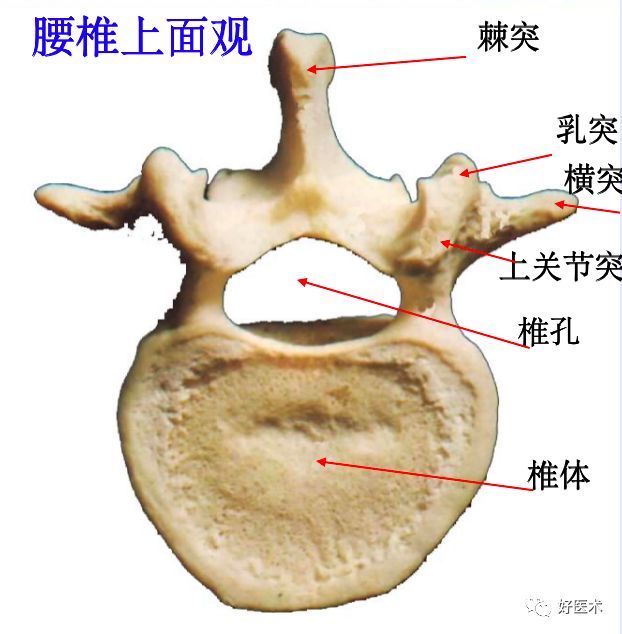 生理曲度:正常腰椎是前凸,看有无变直,反张,错位,滑脱.