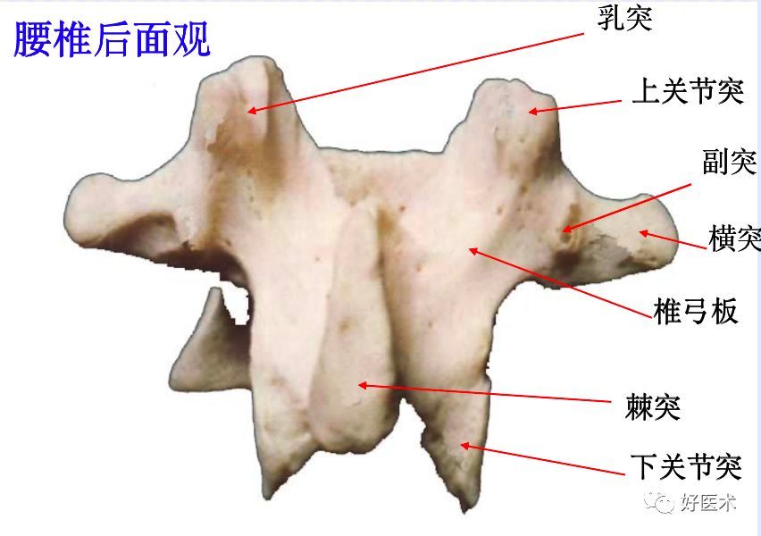 椎体:l1~l5 体积递增 椎弓根:比胸椎长和宽,椭圆形 棘突:水平,方形