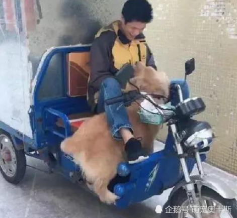 金毛下楼取快递半小时不见，主人下去一看心凉透了：注意分寸！
