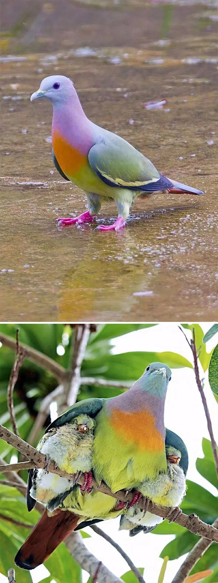 红颈绿鸠