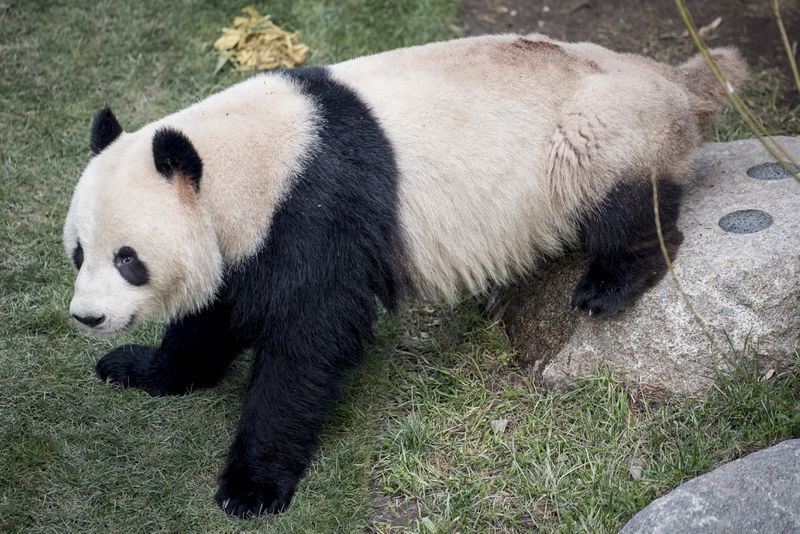 贪玩!大熊猫在丹麦动物园逃出豪宅溜达 被逮了个正着