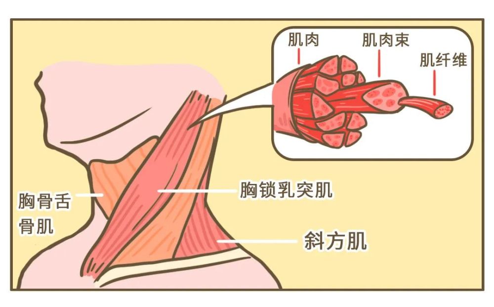 我们的肌肉是由 无数长条形细胞组成的 肌纤维像橡皮筋一样 弹力十足