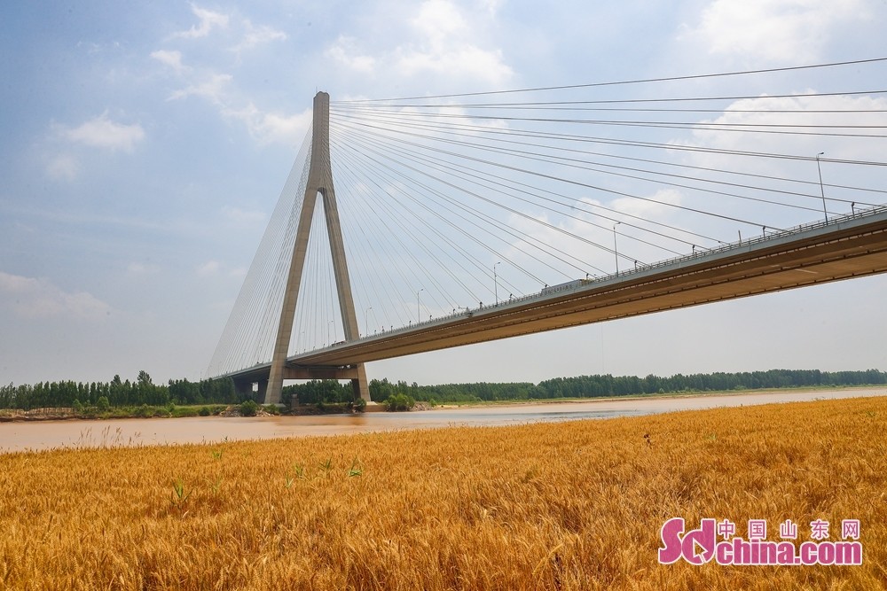 麦收时节空中看济南黄河滩边别样美景