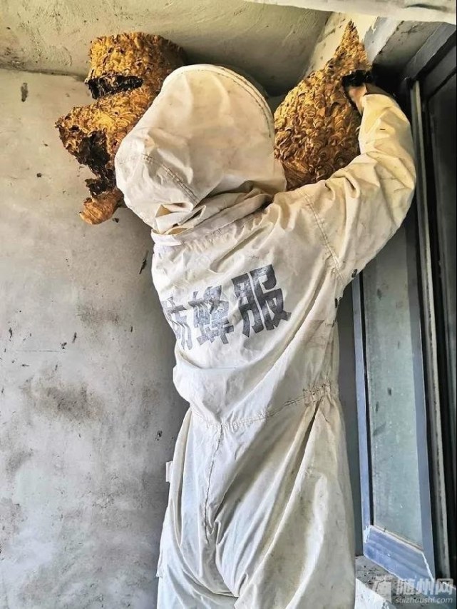 周边环境等情况,随州消防东城特勤站立即制定方案,展开捅蜂窝行动