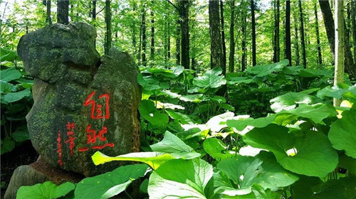 被绿色笼罩的白云山，满足你对夏天的所有幻想！