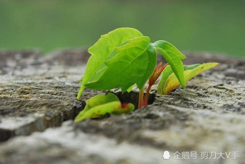 悲剧总是让人惋惜和痛心