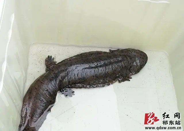 青山绿水:祁东再现野生娃娃鱼 已放归自然