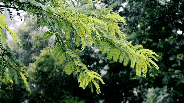 夏天的雨:朴素而热烈|夏雨