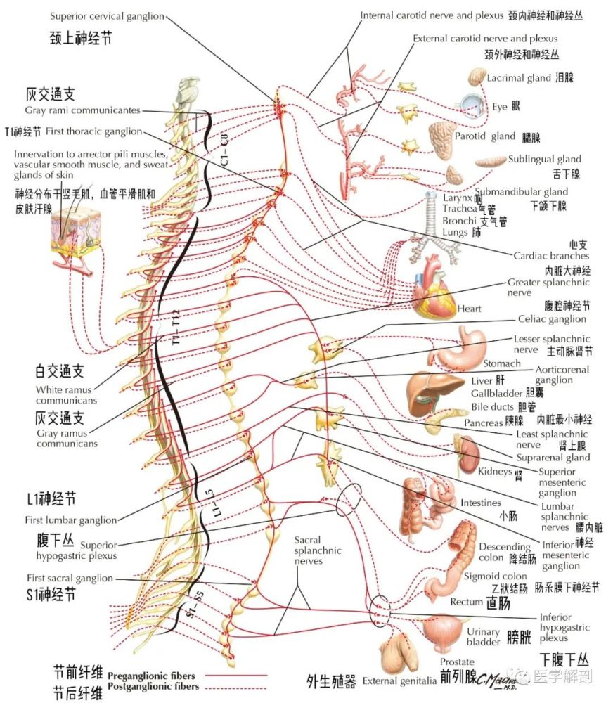 傻傻分不清楚交感副交感神经系统