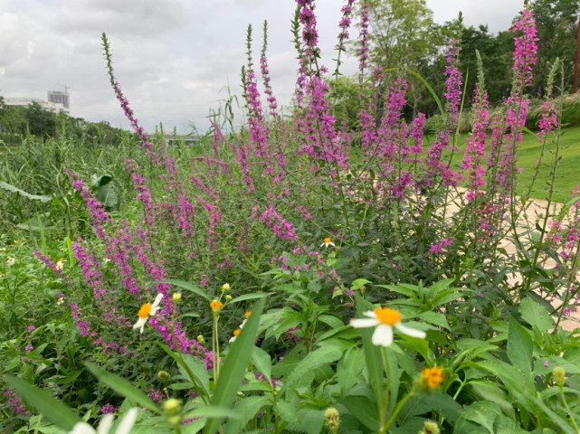 6月9日雨后清晨在深圳大沙河生态长廊的花草露珠和蝴蝶