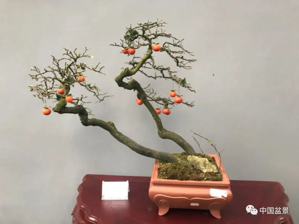 盆景的这些"特性"你了解吗?