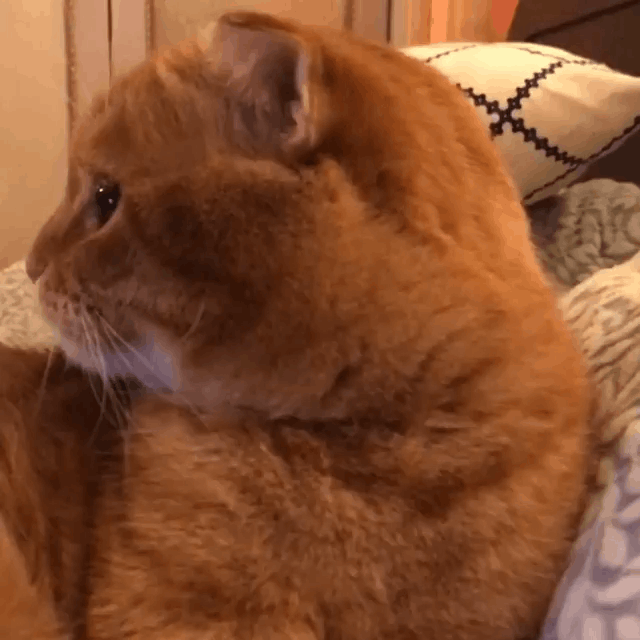 最近,一只小橘猫benny又又又火出圈了.