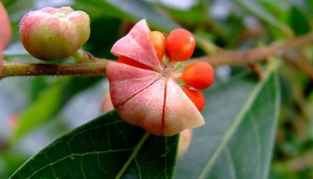 农村里常见的植物算盘子,那些鲜为人知的秘密,你听说