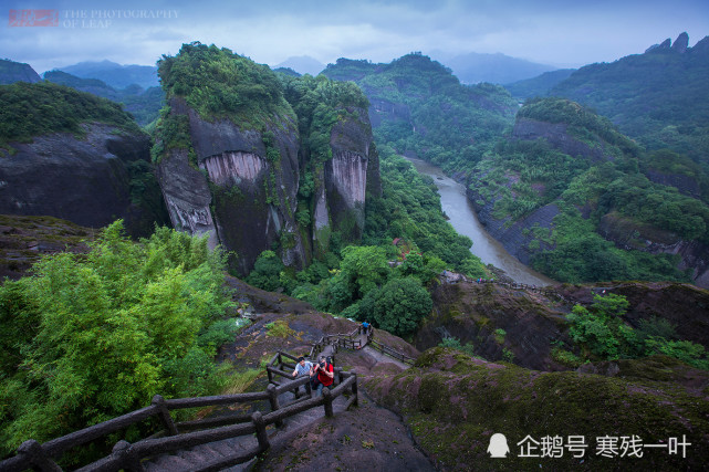 福建武夷山大红袍母树,长得像杂草,20克茶叶却卖到20.8万的天价