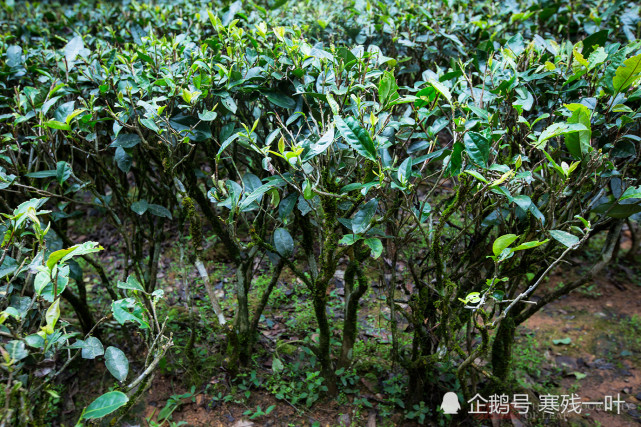 福建武夷山大红袍母树,长得像杂草,20克茶叶却卖到20.