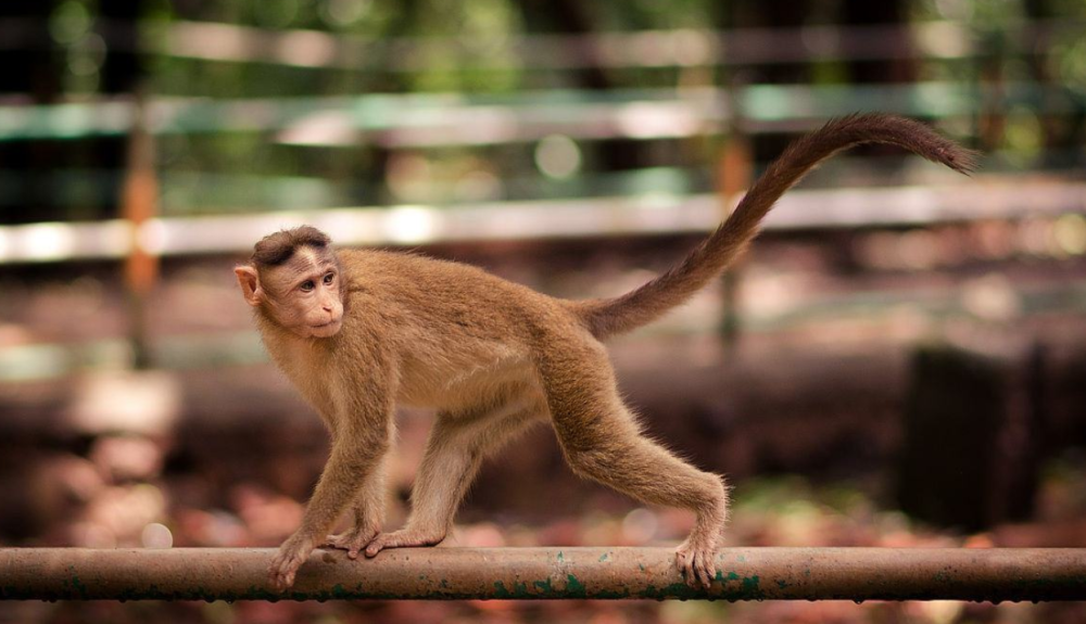 为什么有的猴子有尾巴,有的却没有?除了进化,这种猴子