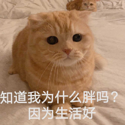 猫咪表情包,可爱又沙雕,长胖了怎么办