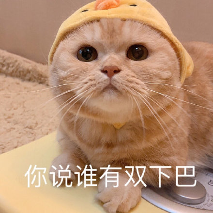 猫咪表情包,可爱又沙雕,长胖了怎么办