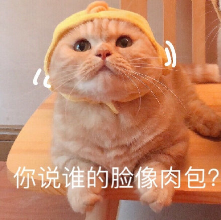 猫咪表情包,可爱又沙雕,长胖了怎么办