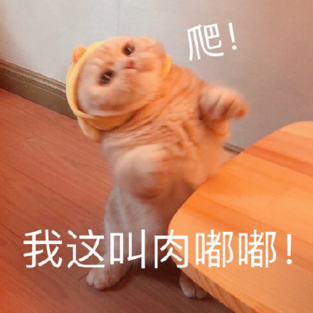 猫咪表情包,可爱又沙雕,长胖了怎么办