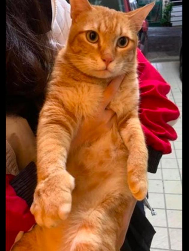 猫咪在外面玩累了回家，发现它其中一只爪子变得超大，铁砂掌？
