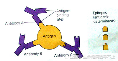 抗原 (antigen) 与 抗体 (antibody)