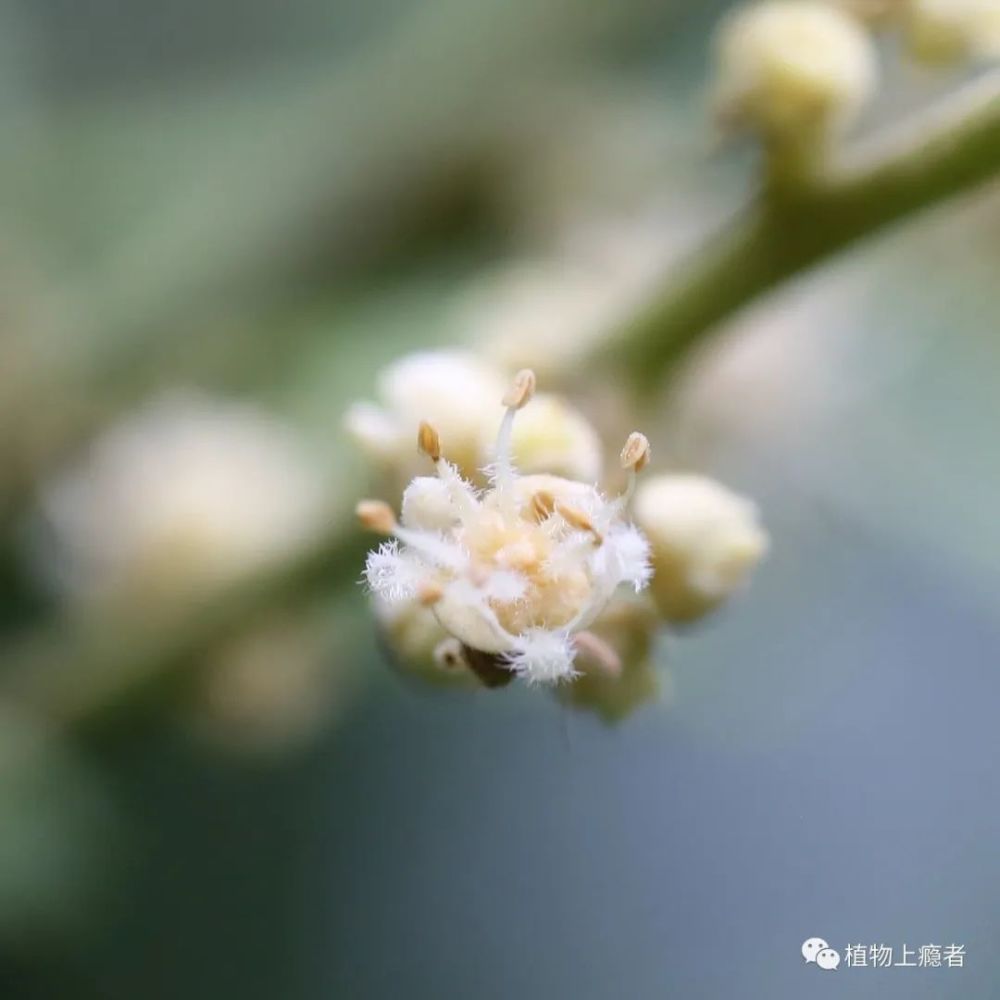 雄花,雄蕊8