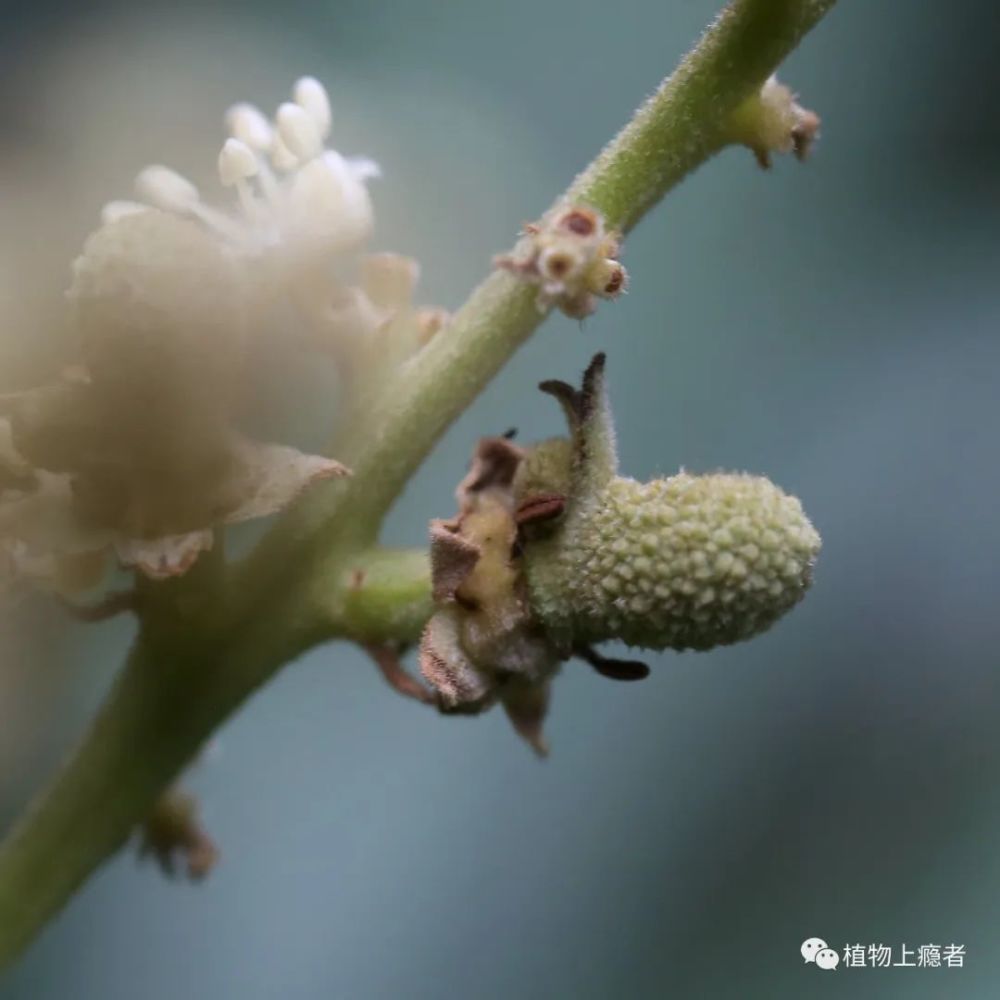 雌花 回看拍的照片时,我越看越觉得这花实在精巧:花分雌雄,各司其职