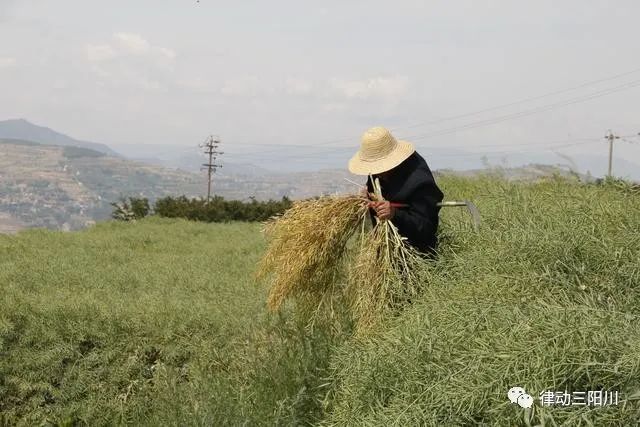 地里收割菜籽的农民