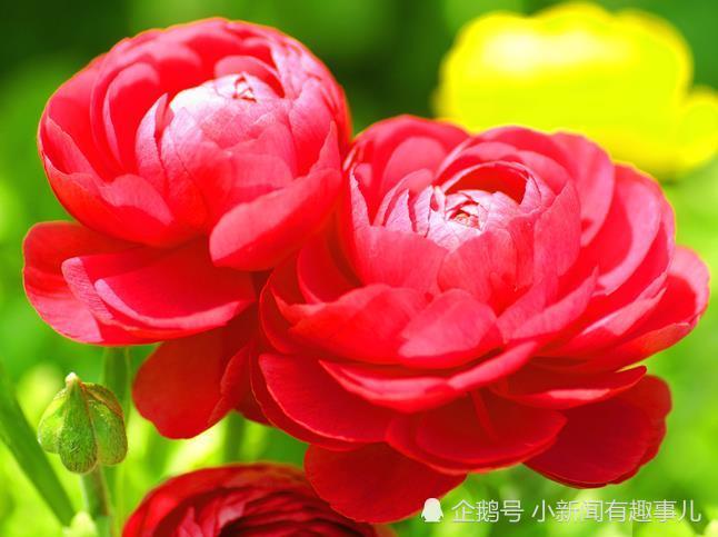 6月开始好运连连,财运爆棚,前途一片光明的生肖