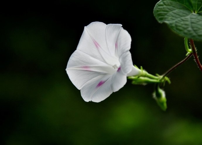 纯洁素雅的白色牵牛花