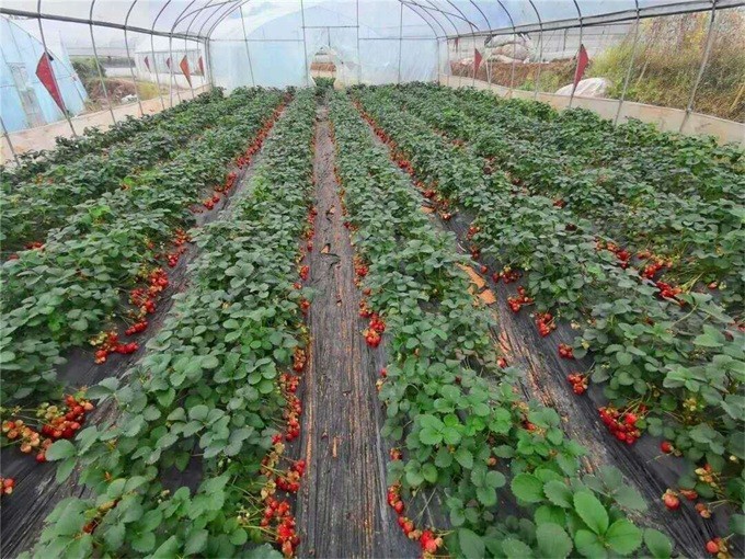 重庆北碚敏芝原生态草莓基地,每年这里的草莓人气都相当旺哦!