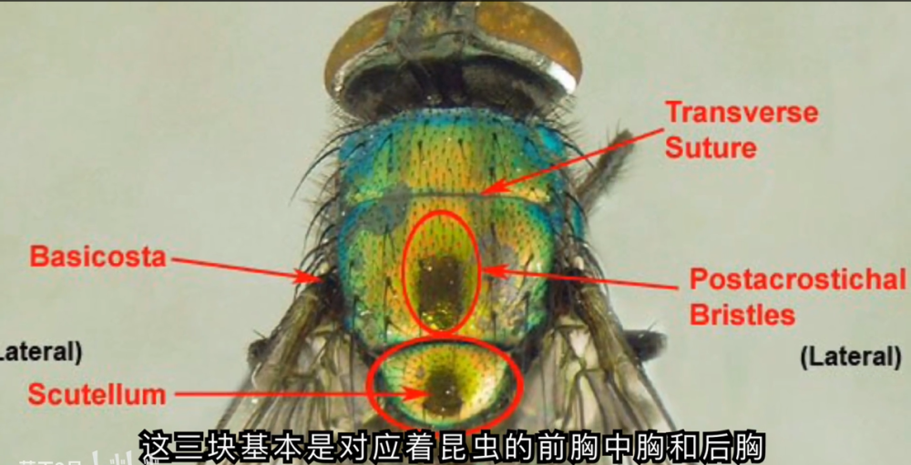 上图中scutellum为小盾片的意思,这也是苍蝇的后胸,正是这一块结构给