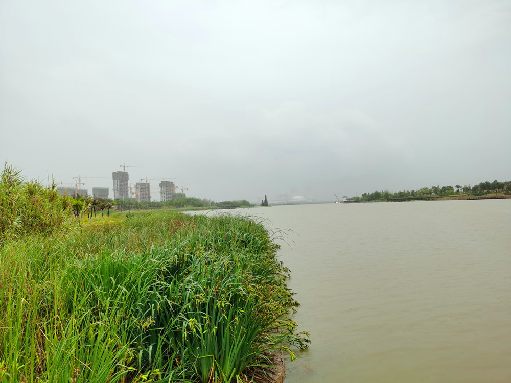 "行走黄河":富平石川河变身国家湿地公园 游人如织水鸟成群