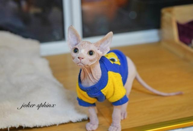 无毛猫闯进邻居家，被邻居当成小怪兽，无猫毛真有那么吓人？