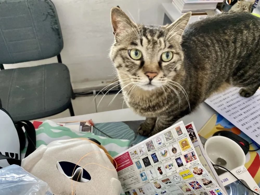 这个猫,怎么duangduang的?