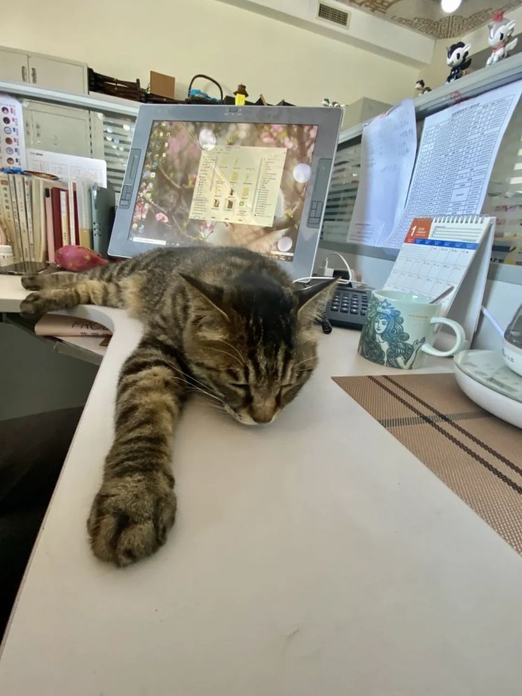 这个猫,怎么duangduang的?