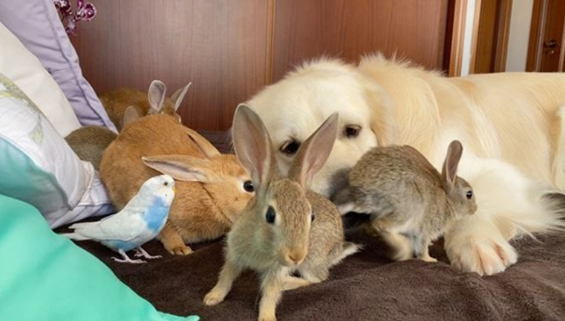 5只小兔子被金毛养大,兔妈妈却太不负责,喂奶都得金毛"提醒"