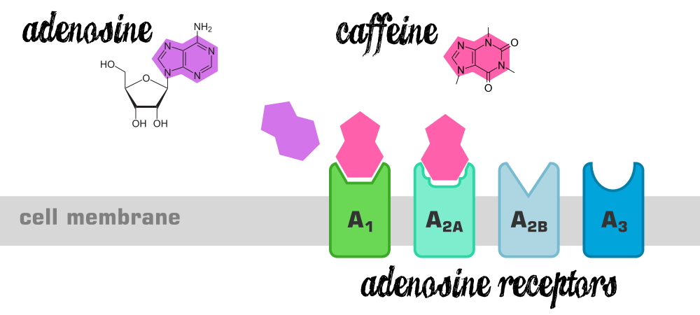 咖啡因分子如何与大脑中的腺苷受体结合.