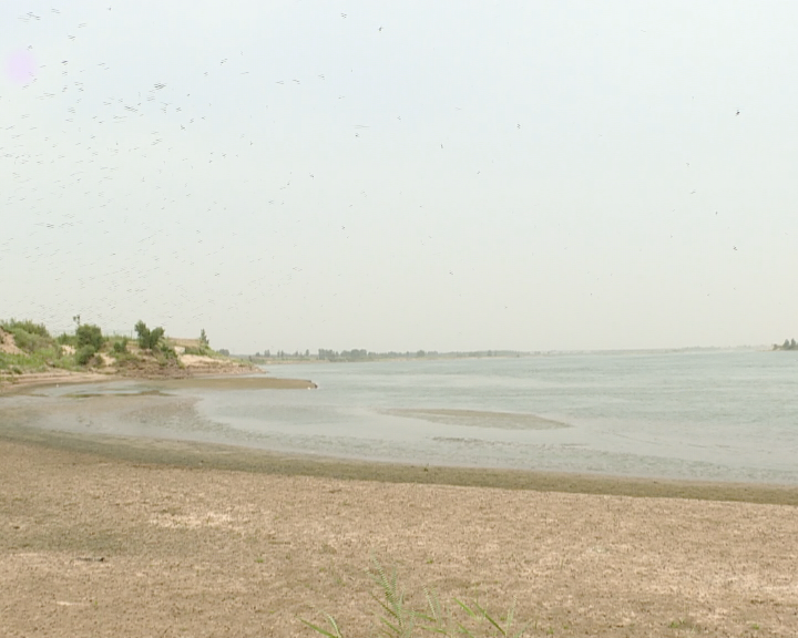 黄河湿地孟津段成鸟类天堂