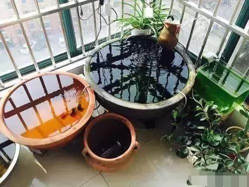 一口水缸适合养什么鱼呢？