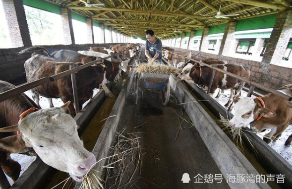 2020年牛价这么高农村养牛赚钱吗在农村养牛有哪些优势