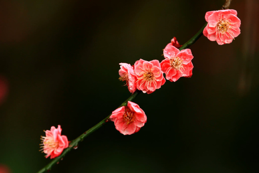 每一个月份都有"伴生花,一月是梅花,高傲而无所畏惧,你的呢?