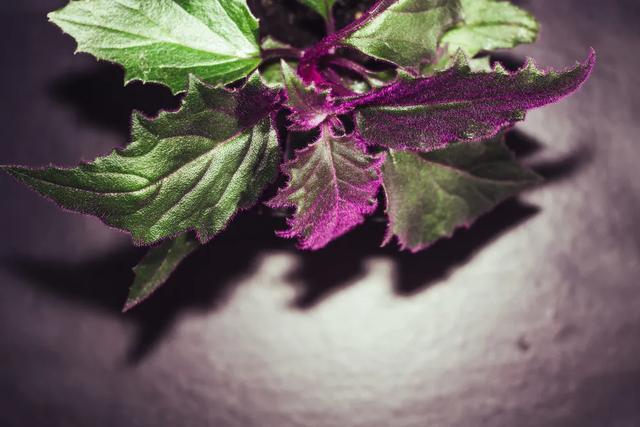 吃了一道时令蔬菜，4岁男孩紧急送医抢救！3种蔬菜特毒，能不吃就不吃