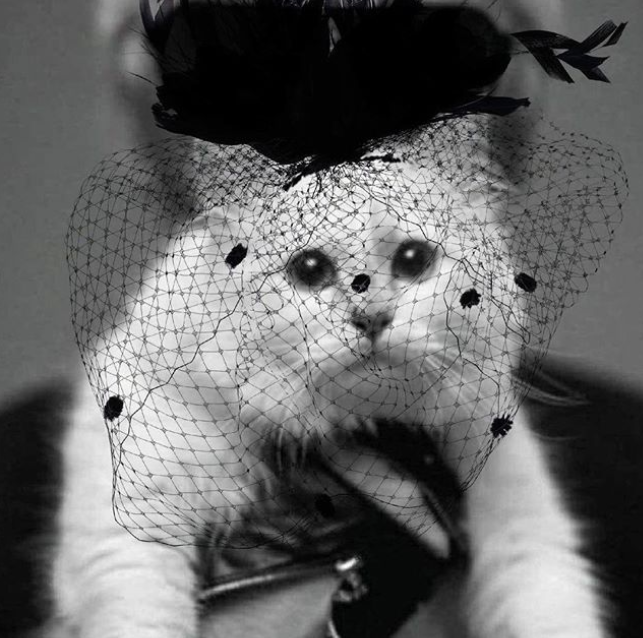 世界上最有钱的猫，现在怎么样了？