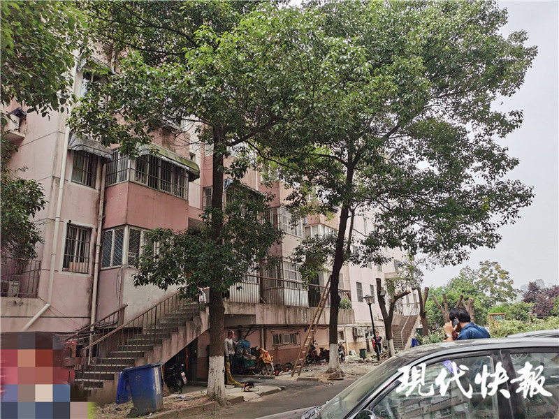 南京一小区香樟树被"剃光头",居民质疑是否修剪过度