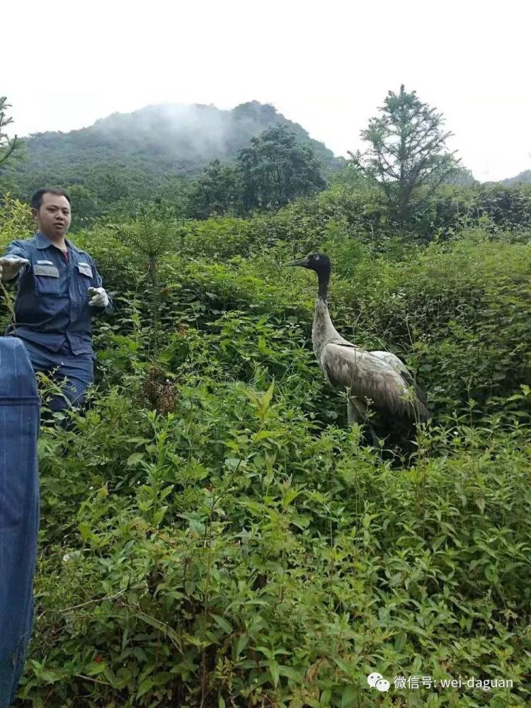 茂密的人口_茂密的森林